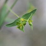 Euphorbia taurinensis Квітка