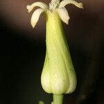 Vasconcellea microcarpa Цвят
