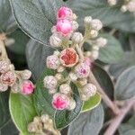 Cotoneaster franchetii ফুল