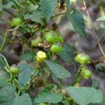 Merremia hederacea Frucht