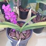 Vanda coerulea Συνήθη χαρακτηριστικά