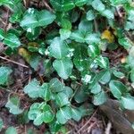Mitchella repens Leaf