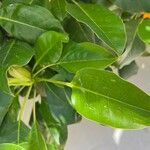 Solandra maxima Hoja