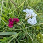 Dianthus barbatusЦвят