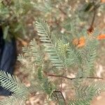 Prosopis chilensis Leaf