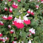 Salvia × jamensis Flower