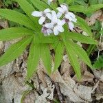 Cardamine heptaphylla പുഷ്പം