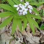 Cardamine heptaphylla Квітка