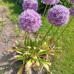 Allium nigrum Blodyn