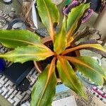 Chlorophytum orchidastrum Leaf