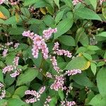 Persicaria campanulata Flower