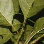 Bourreria grandicalyx Leaf