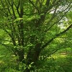 Acer carpinifolium Libunga