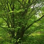 Acer carpinifolium Habitat