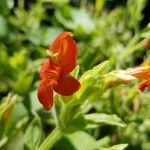 Mimulus cardinalis Flor