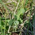 Coronilla scorpioides Celota