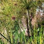 Cyperus papyrus برگ