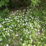 Nemophila phacelioides Хабит