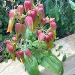 Kalanchoe gastonis-bonnieri Квітка