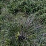 Schoenus nigricans Blatt