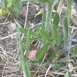 Silene gallica Blatt