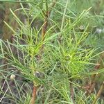 Cosmos bipinnatus Likasa