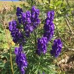 Aconitum napellus Virág