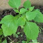 Solanum chenopodioidesBlad