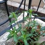 Ammannia baccifera 葉