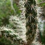 Cylindropuntia imbricata 葉