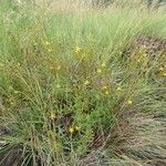 Hypericum annulatum Συνήθη χαρακτηριστικά