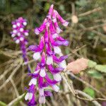 Vicia eriocarpa Blodyn