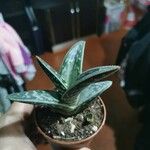 Aloe variegata Φύλλο