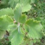 Tetradenia riparia Leaf