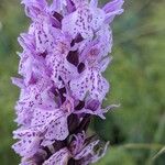 Dactylorhiza maculataफूल