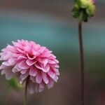 Dahlia pinnataᱵᱟᱦᱟ