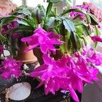 Schlumbergera bridgesii Flor