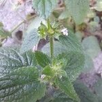 Stachys arvensisFlower