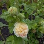 Alcea roseaBlomma