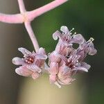 Kalanchoe beharensis Blodyn