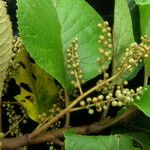 Maesa macrophylla Habit