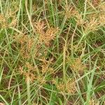 Cyperus longus Квітка