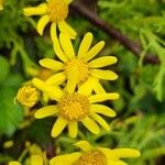 Senecio squalidus Blüte