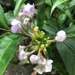 Brunfelsia grandiflora Kvet