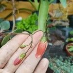 Kalanchoe manginii Цвят