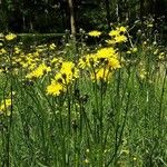 Crepis biennis Elinympäristö