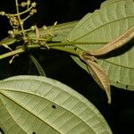 Miconia rubescens List