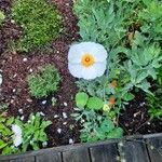 Romneya coulteri Flower