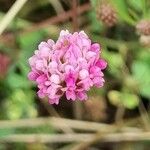 Dorycnopsis gerardi Λουλούδι