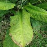 Lysichiton americanus Folio